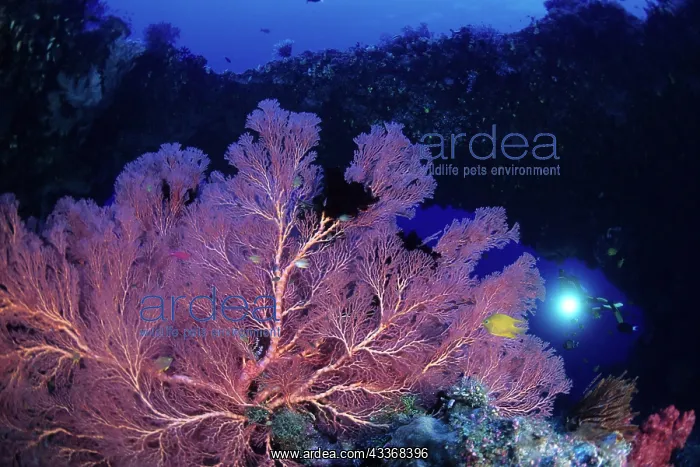 : Scuba diver and seafan, Melithaea sp. West New Britain, Pap : Scuba diver and seafan, Melithaea sp. West New Britain, Pap