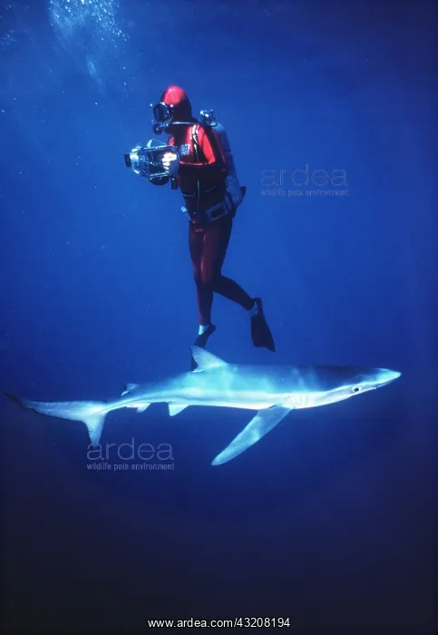 : Scuba DIVER with shark : Scuba DIVER with shark