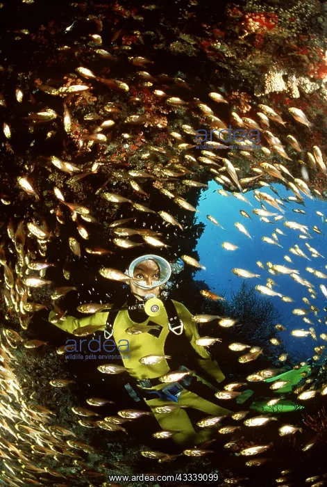 : Scuba Diver and shoal of Golden Fish : Scuba Diver and shoal of Golden Fish