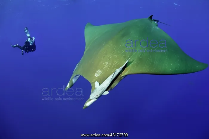 : Scuba diver with sicklefin Mantas, Mobula tarapacana : Scuba diver with sicklefin Mantas, Mobula tarapacana