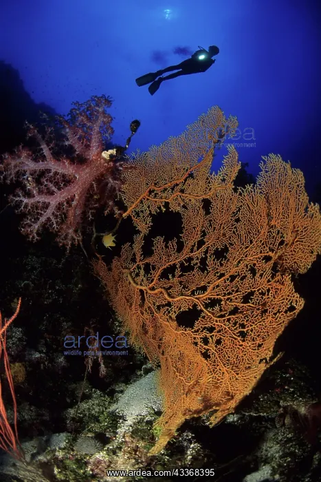 : Scuba diver silhouette with seafan, Subergorgia mollis and s : Scuba diver silhouette with seafan, Subergorgia mollis and s