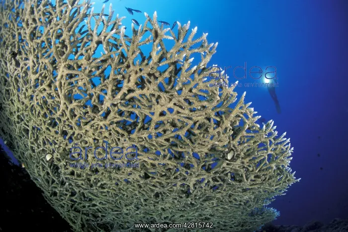 : Scuba diver silouette and hard coral, Acropora sp. Walindi : Scuba diver silouette and hard coral, Acropora sp. Walindi