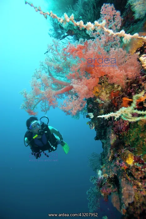 : Scuba diver and Soft coral (Dendronephthya), Cebu : Scuba diver and Soft coral (Dendronephthya), Cebu