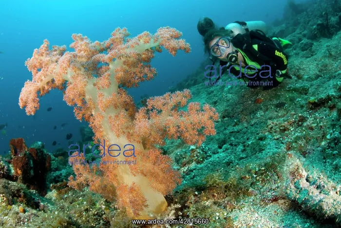 : Scuba diver and soft coral Dendronephthya sp. Simon's Reef : Scuba diver and soft coral Dendronephthya sp. Simon's Reef