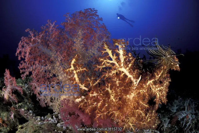 : Scuba diver and soft coral, Dendronephthya sp. and Chironeph : Scuba diver and soft coral, Dendronephthya sp. and Chironeph