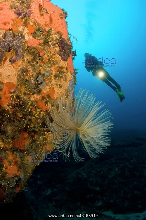 : Scuba diver with spirograph worm Sabella spallanzani Secca d : Scuba diver with spirograph worm Sabella spallanzani Secca d