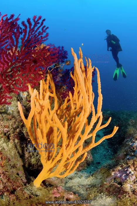 : scuba diver and sponge, Axinella cannabina, Vervece rock, Ma : scuba diver and sponge, Axinella cannabina, Vervece rock, Ma