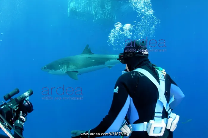 : Scuba diver on top the submergible cage watching a Great whi : Scuba diver on top the submergible cage watching a Great whi
