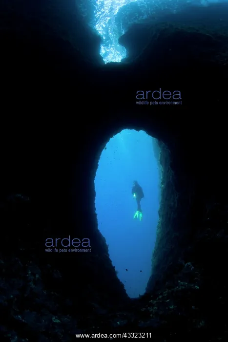 : scuba diver in a swimm through, Marine Protected area Punta : scuba diver in a swimm through, Marine Protected area Punta