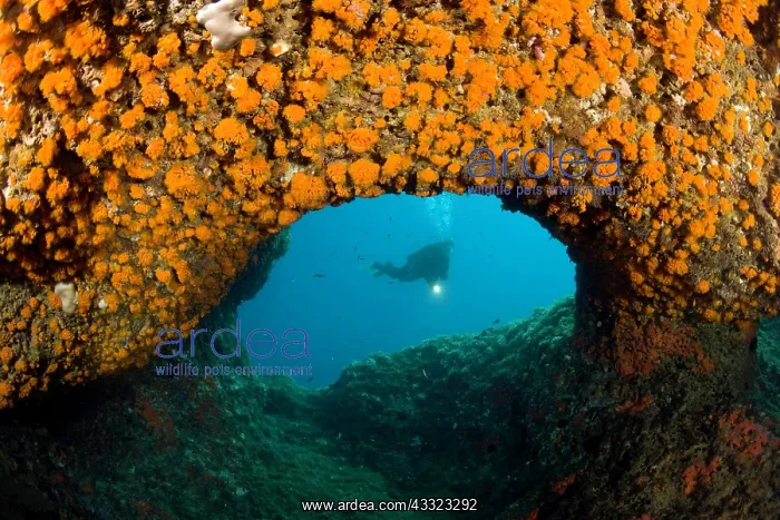 : Scuba diver in a swimming through covered with warm water co : Scuba diver in a swimming through covered with warm water co