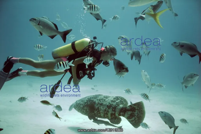 : Scuba diver - swimming amongst fish : Scuba diver - swimming amongst fish