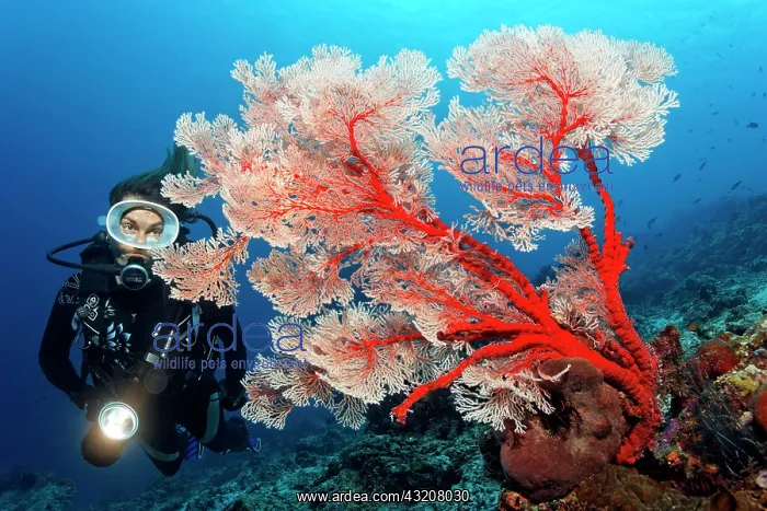 : Scuba diver with torch looking at a Melithea Gorgonian : Scuba diver with torch looking at a Melithea Gorgonian