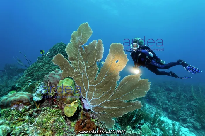 : Scuba diver with a torch observing a Sea Fan coral : Scuba diver with a torch observing a Sea Fan coral