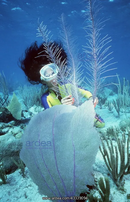 : SCUBA DIVER - TOUCHES SOFT CORAL : SCUBA DIVER - TOUCHES SOFT CORAL