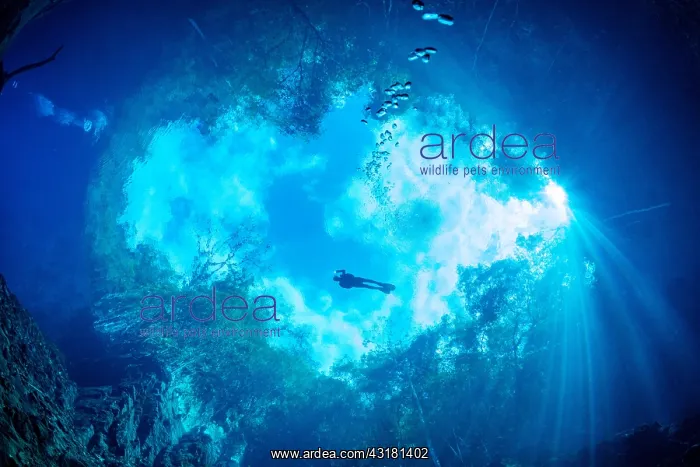 : Scuba diver between trees seen from below the surface : Scuba diver between trees seen from below the surface
