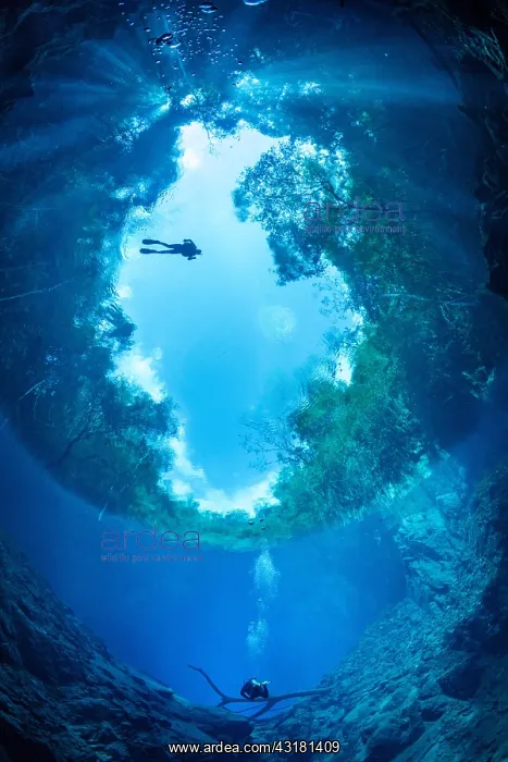 : Scuba diver between trees seen from below the surface : Scuba diver between trees seen from below the surface