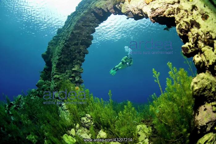 : Scuba diver in the underwater world of the lake : Scuba diver in the underwater world of the lake