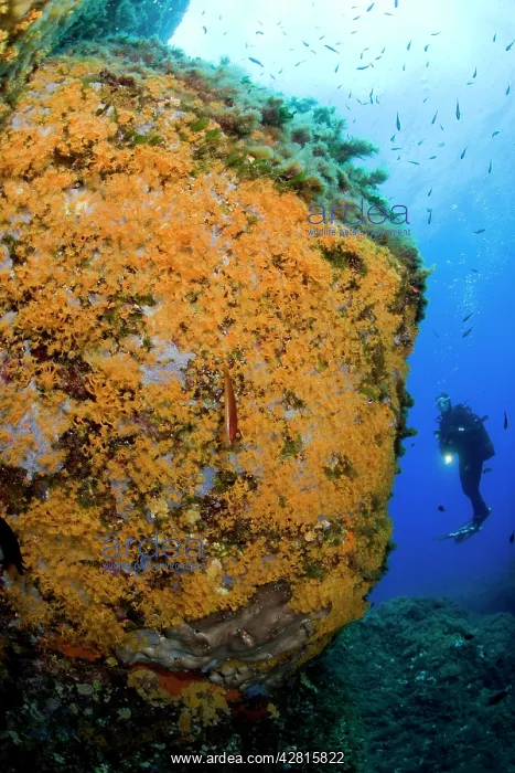 : scuba diver and wall covered with Parazoanthus axinellae, Po : scuba diver and wall covered with Parazoanthus axinellae, Po