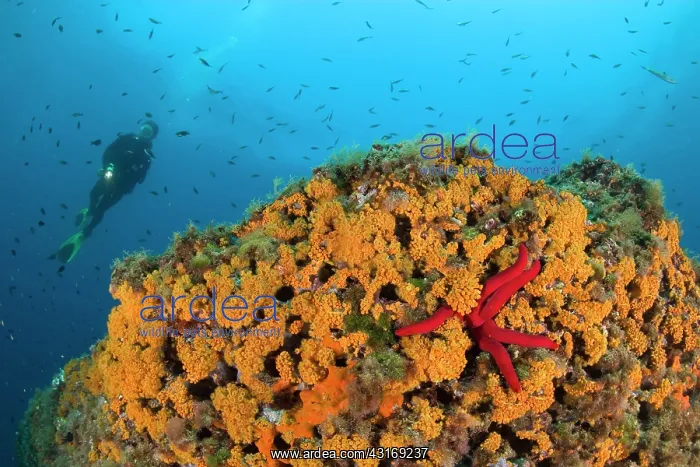 : scuba diver and wall covered with Parazoanthus axinellae, Ma : scuba diver and wall covered with Parazoanthus axinellae, Ma