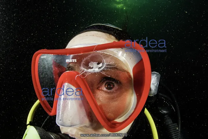 : Scuba diver is watching a Craspedacusta sowerbii : Scuba diver is watching a Craspedacusta sowerbii