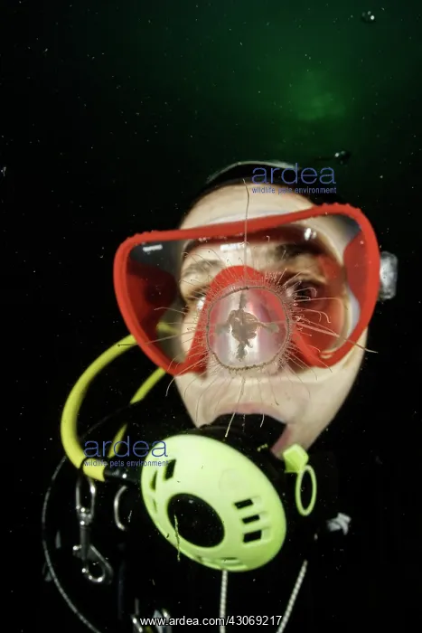 : Scuba diver is watching a Craspedacusta sowerbii : Scuba diver is watching a Craspedacusta sowerbii