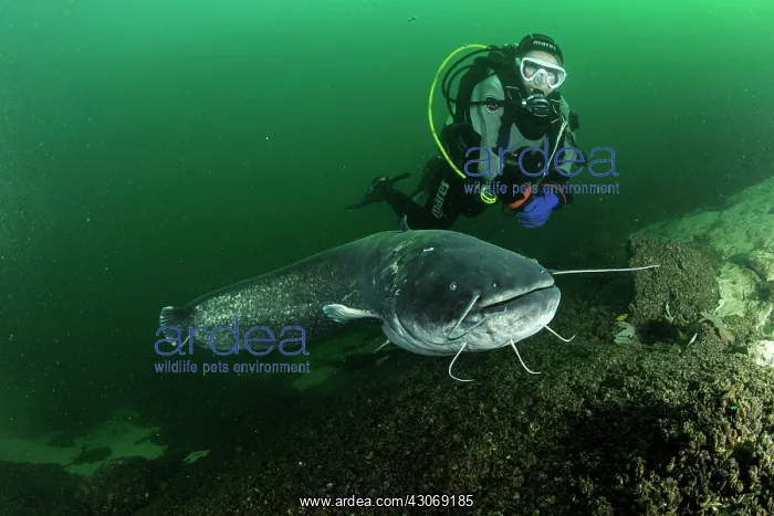 : Scuba diver and Wels catfish, Silurus glanis, also : Scuba diver and Wels catfish, Silurus glanis, also