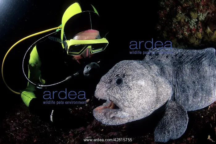 : scuba diver and wolf Anarrhichthys ocellatus Vancouver Islan : scuba diver and wolf Anarrhichthys ocellatus Vancouver Islan