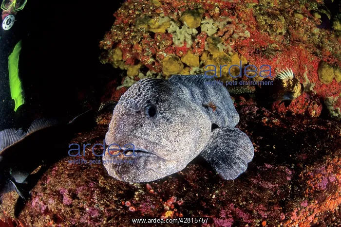 : scuba diver and wolf Anarrhichthys ocellatus Vancouver Islan : scuba diver and wolf Anarrhichthys ocellatus Vancouver Islan