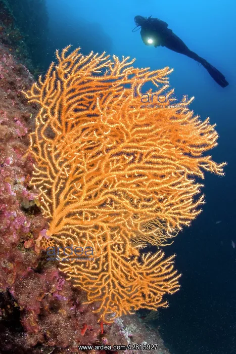 : Scuba diver and yellow gorgonia, Eunicella cavolini, Ischia : Scuba diver and yellow gorgonia, Eunicella cavolini, Ischia