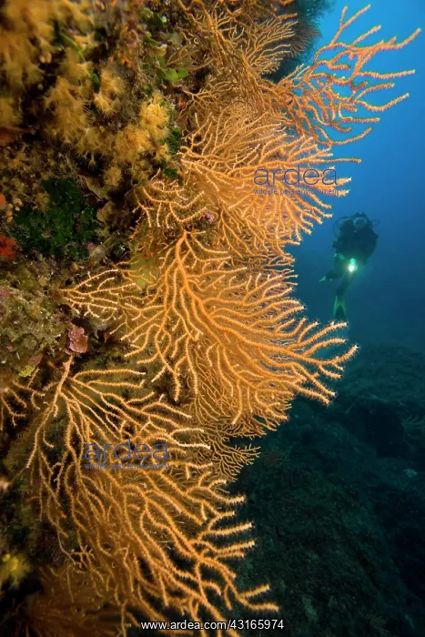 : Scuba diver with yellow seafans Eunicella cavolini Le Scole : Scuba diver with yellow seafans Eunicella cavolini Le Scole