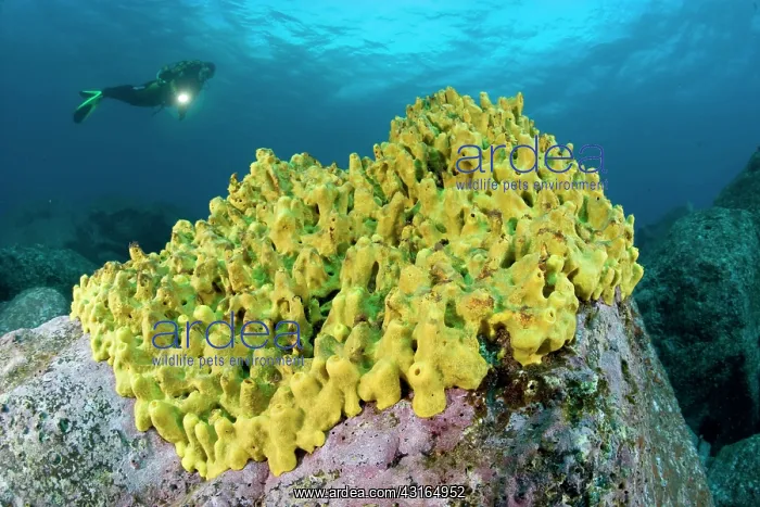 : scuba diver with yellow sponge - Madeira Island Portugal Atl : scuba diver with yellow sponge - Madeira Island Portugal Atl
