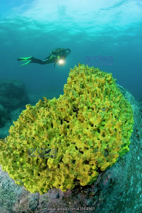 : scuba diver with yellow sponge - Madeira Island Portugal Atl : scuba diver with yellow sponge - Madeira Island Portugal Atl