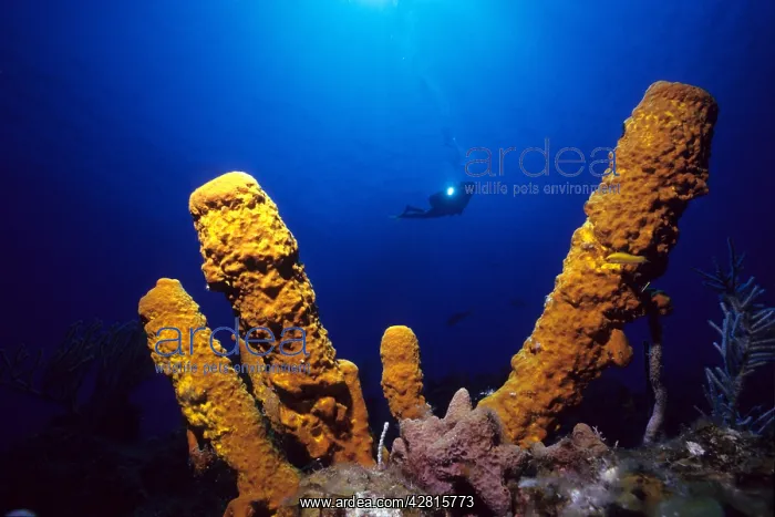 : Scuba diver and yellow tube sponges Aplysina fistularis Isla : Scuba diver and yellow tube sponges Aplysina fistularis Isla