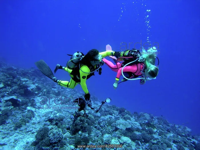: Two Scuba Divers - Camerman and his female model : Two Scuba Divers - Camerman and his female model
