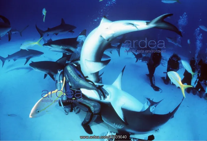 : Scuba Divers feeding Caribbean Reef Sharks : Scuba Divers feeding Caribbean Reef Sharks