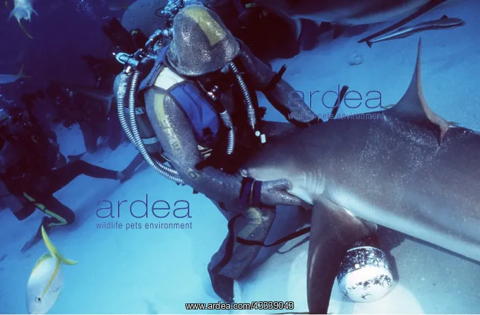 : Scuba Divers feeding Caribbean Reef Sharks : Scuba Divers feeding Caribbean Reef Sharks