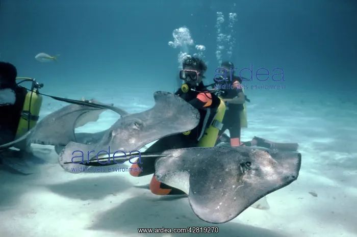 : Scuba Divers - feeding habituated Atlantic Stingrays : Scuba Divers - feeding habituated Atlantic Stingrays