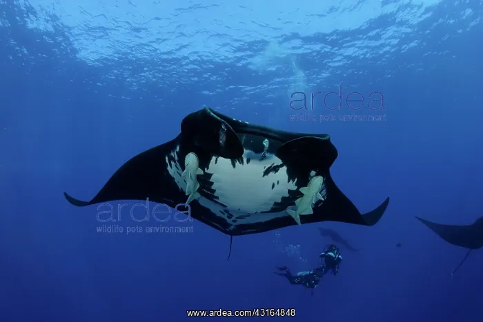 : Scuba Divers and Manta Ray - with Remora Suckerfish (Remora : Scuba Divers and Manta Ray - with Remora Suckerfish (Remora