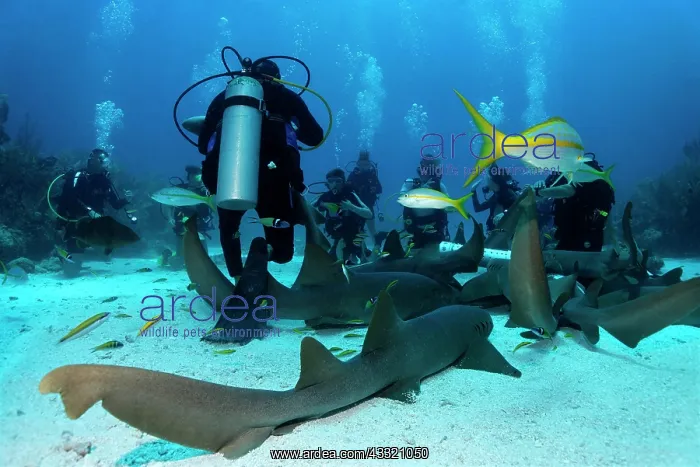 : Scuba divers amongst a school of Nurse Sharks (Ginglymostoma : Scuba divers amongst a school of Nurse Sharks (Ginglymostoma