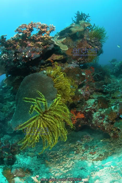 : Scuba Diving at Apo Island, 10km from Dumaguete : Scuba Diving at Apo Island, 10km from Dumaguete