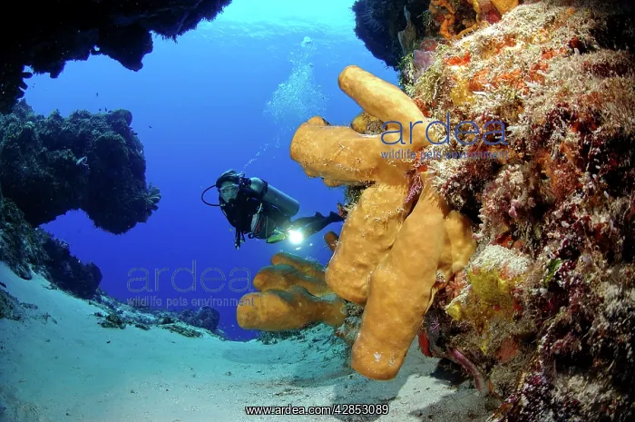 : Scuba diving along the Coral reef. Diver with : Scuba diving along the Coral reef. Diver with