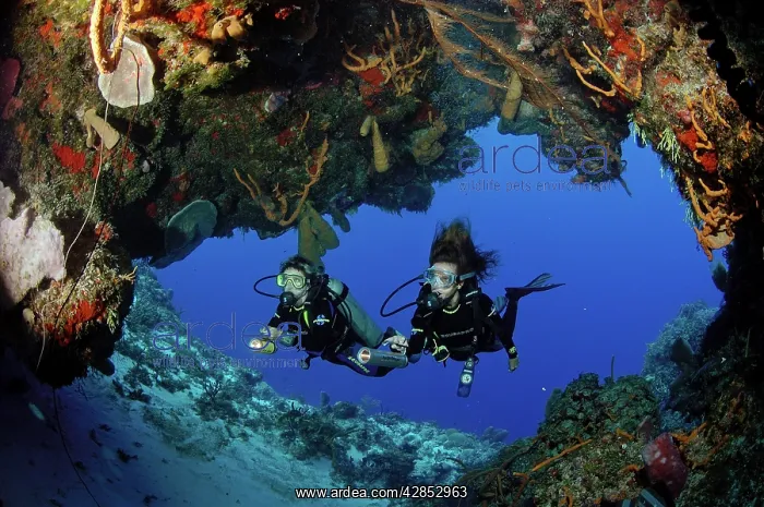 : Scuba diving along the Coral reef - Island of COZUMEL : Scuba diving along the Coral reef - Island of COZUMEL