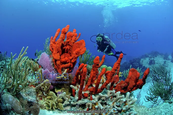 : Scuba diving along the Coral reef - Sponges : Scuba diving along the Coral reef - Sponges