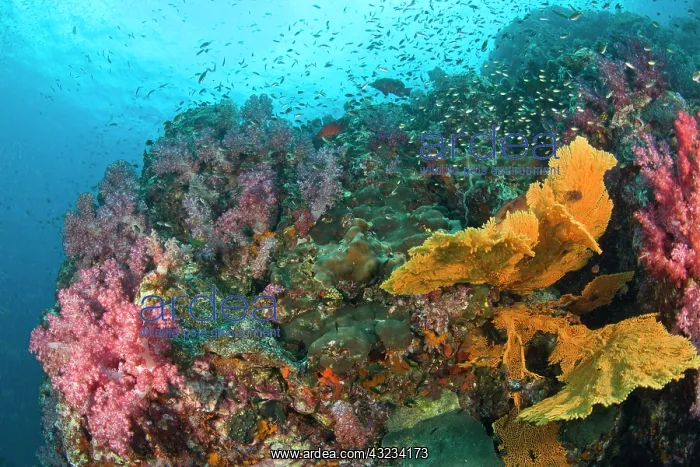 : Scuba diving at Richelieu Rock, Mu Koh Surin : Scuba diving at Richelieu Rock, Mu Koh Surin