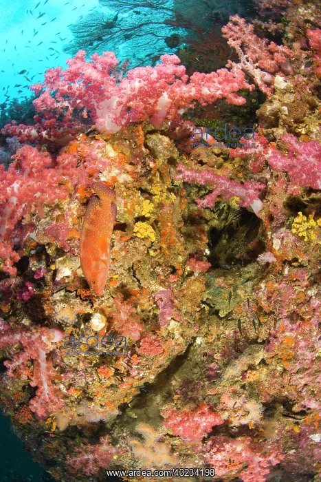 : Scuba diving at Richelieu Rock, Mu Koh Surin : Scuba diving at Richelieu Rock, Mu Koh Surin