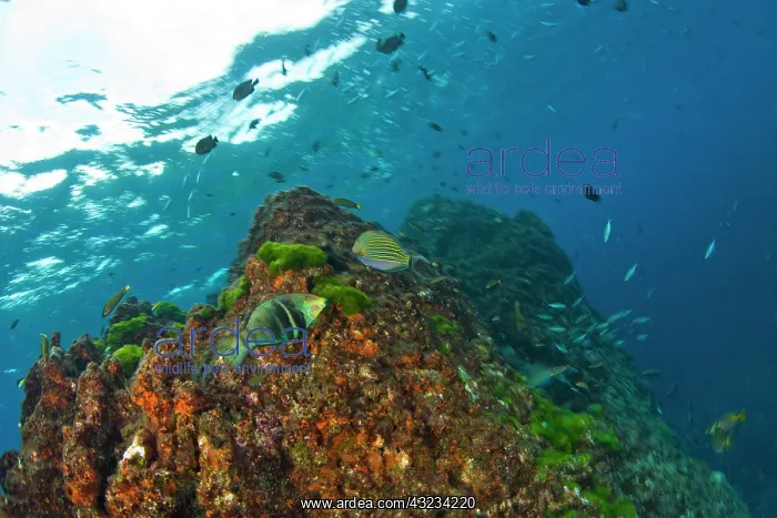 : Scuba diving at Richelieu Rock, Mu Koh Surin : Scuba diving at Richelieu Rock, Mu Koh Surin