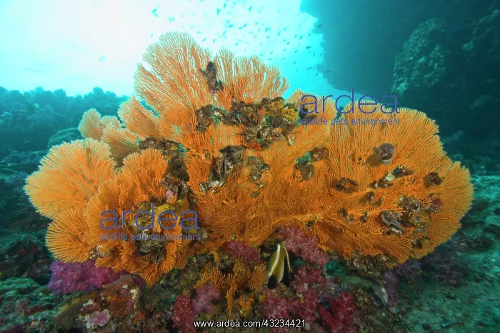 : Scuba diving at Richelieu Rock, Mu Koh Surin : Scuba diving at Richelieu Rock, Mu Koh Surin