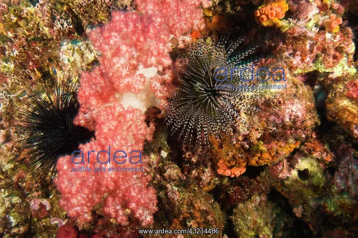 : Scuba diving at Richelieu Rock, Mu Koh Surin : Scuba diving at Richelieu Rock, Mu Koh Surin