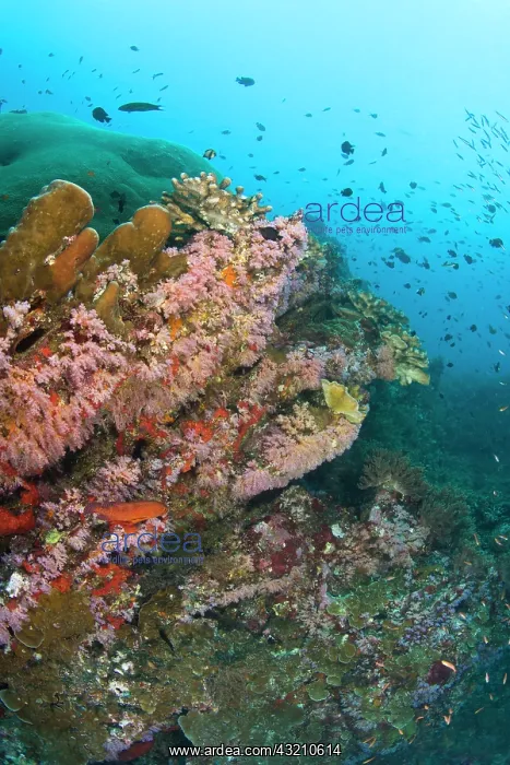 : Scuba diving at Similan Islands Underwater : Scuba diving at Similan Islands Underwater