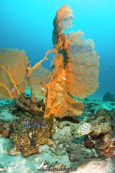 : Scuba diving at Similan Islands Underwater : Scuba diving at Similan Islands Underwater